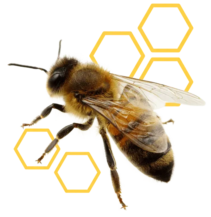 Laguna Hills Bee Removal Laguna Hills Bee Removal