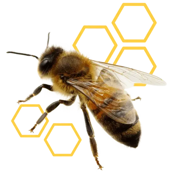Laguna Hills Bee Removal Laguna Hills Bee Removal