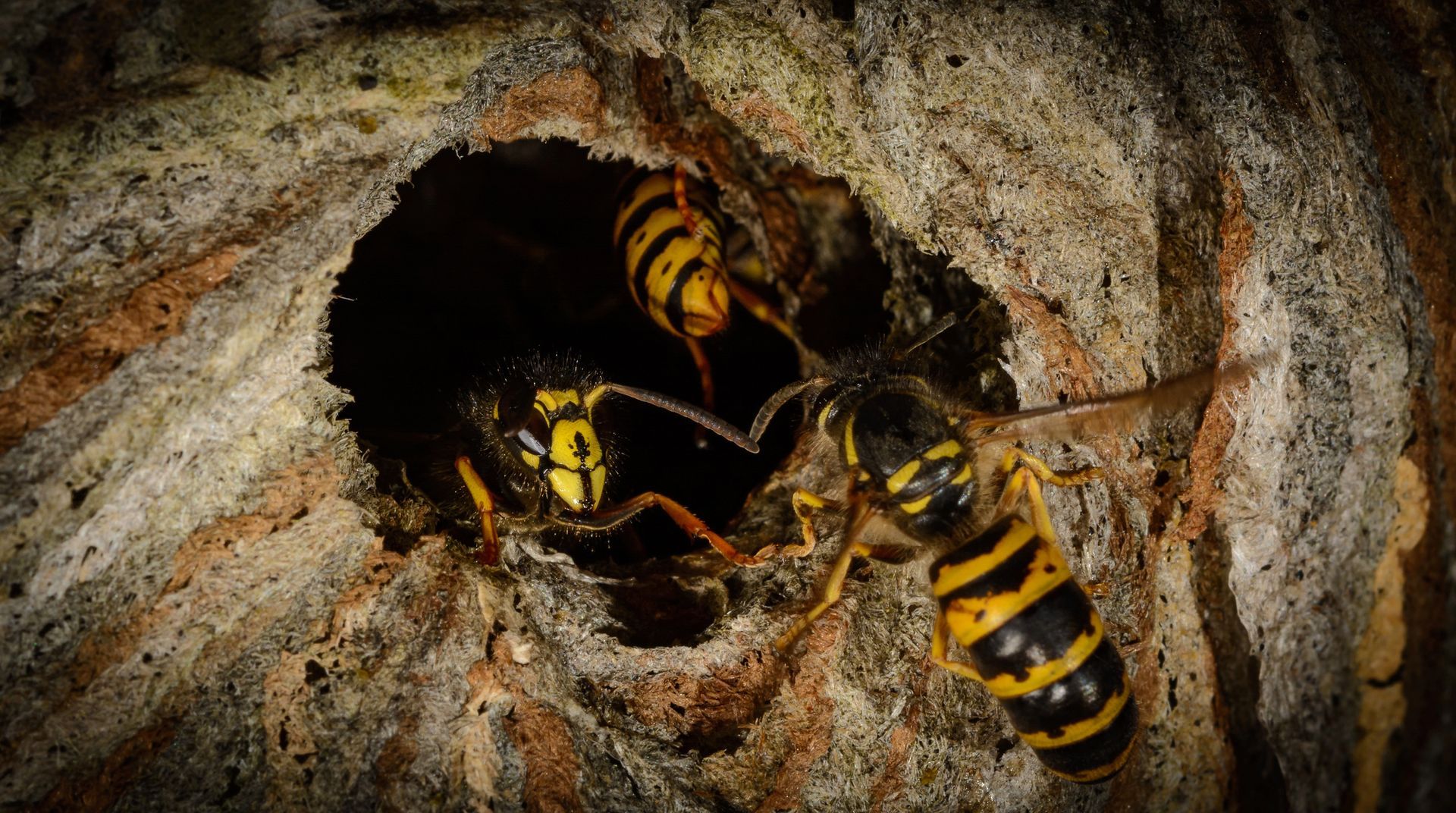 Wasp Removal in Laguna Hills, CA