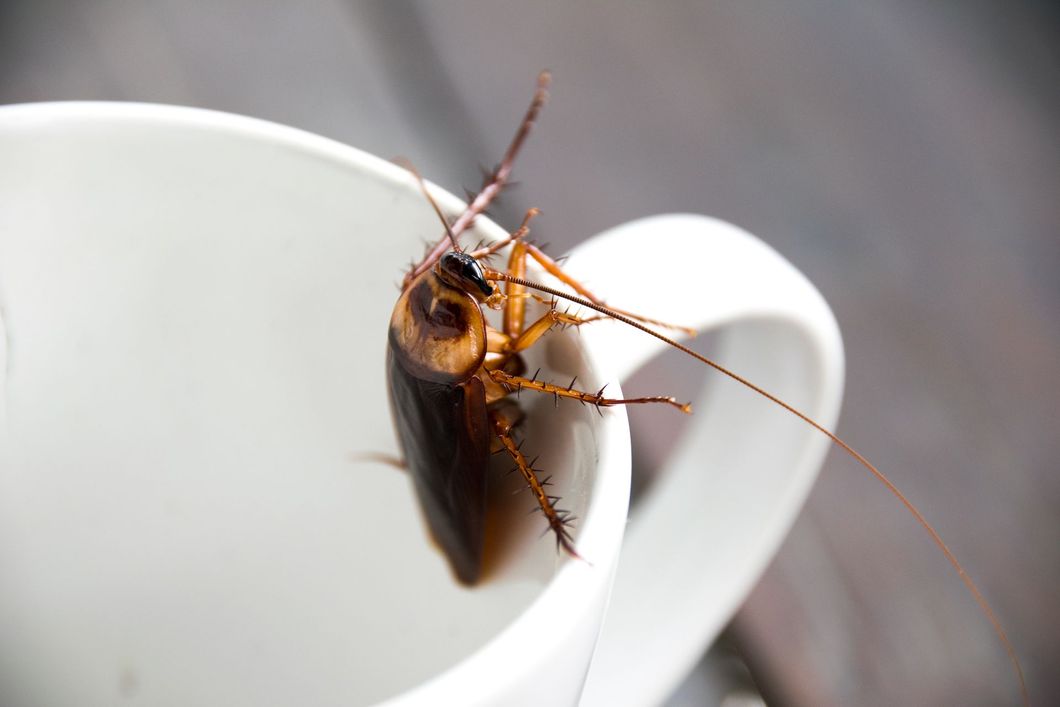 slide show exterminator spraying backyard roach in mug
