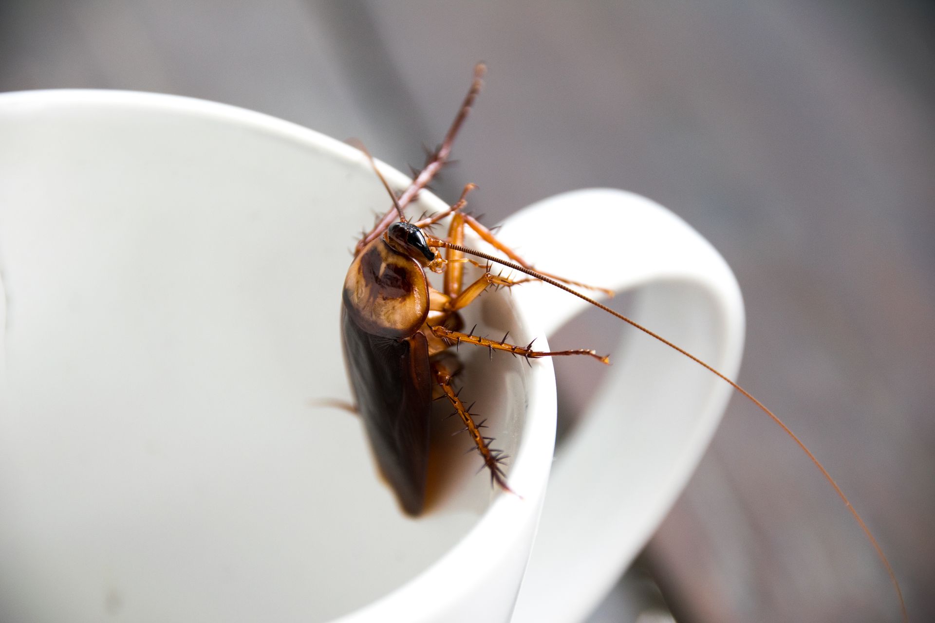 roach in coffee mug extermination