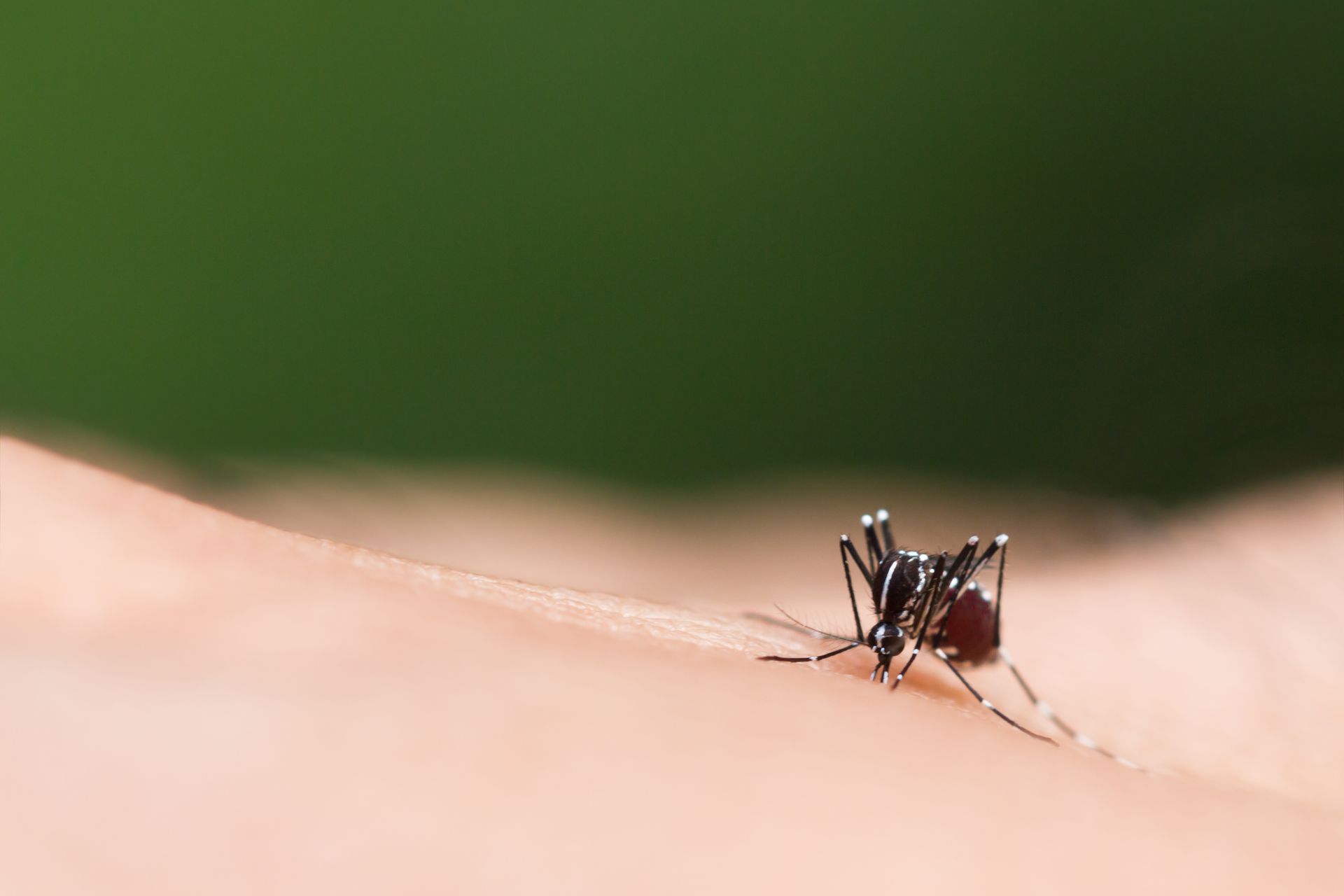 mosquito bite exterminator