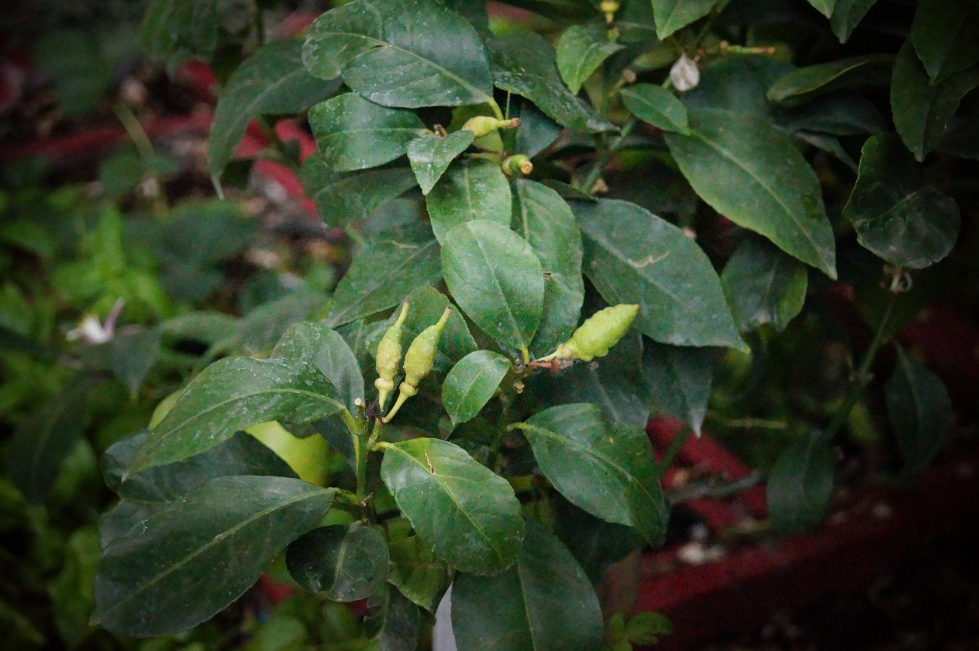 Ristorante immerso nel verde