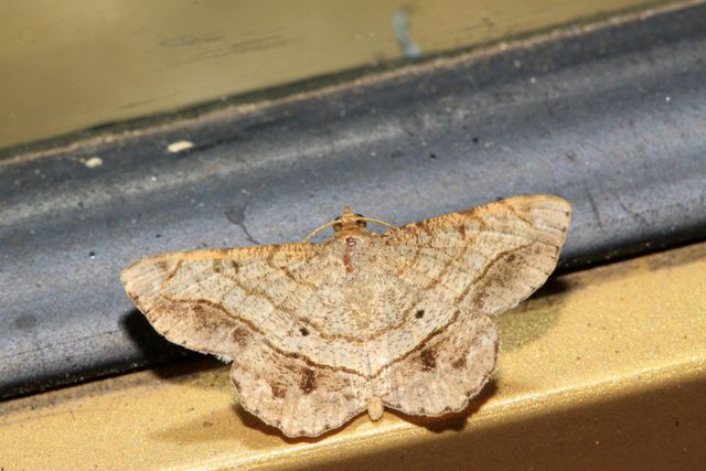 What Are Moths? Facts and Control Tips