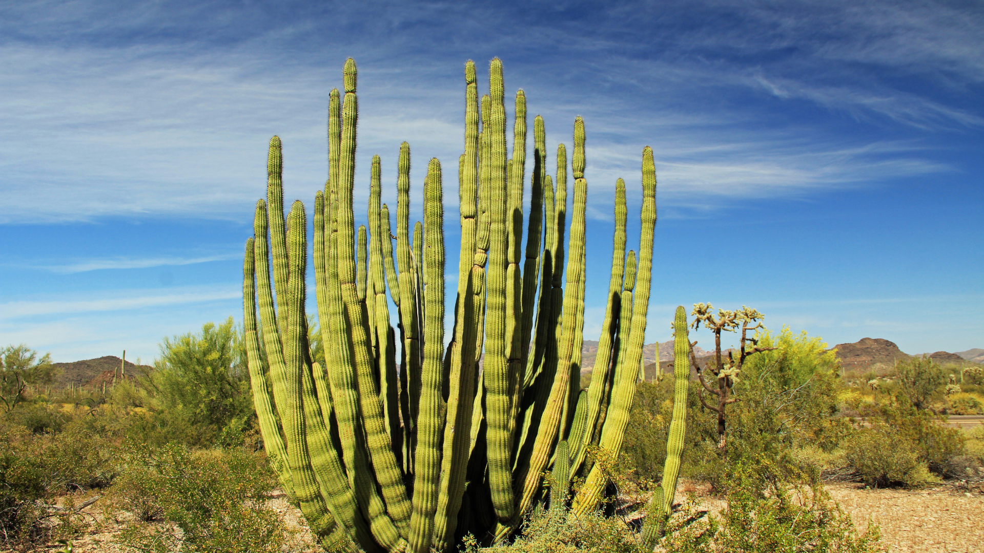 Organ pipe cactus in a desert landscape with a blue sky and other desert plants.