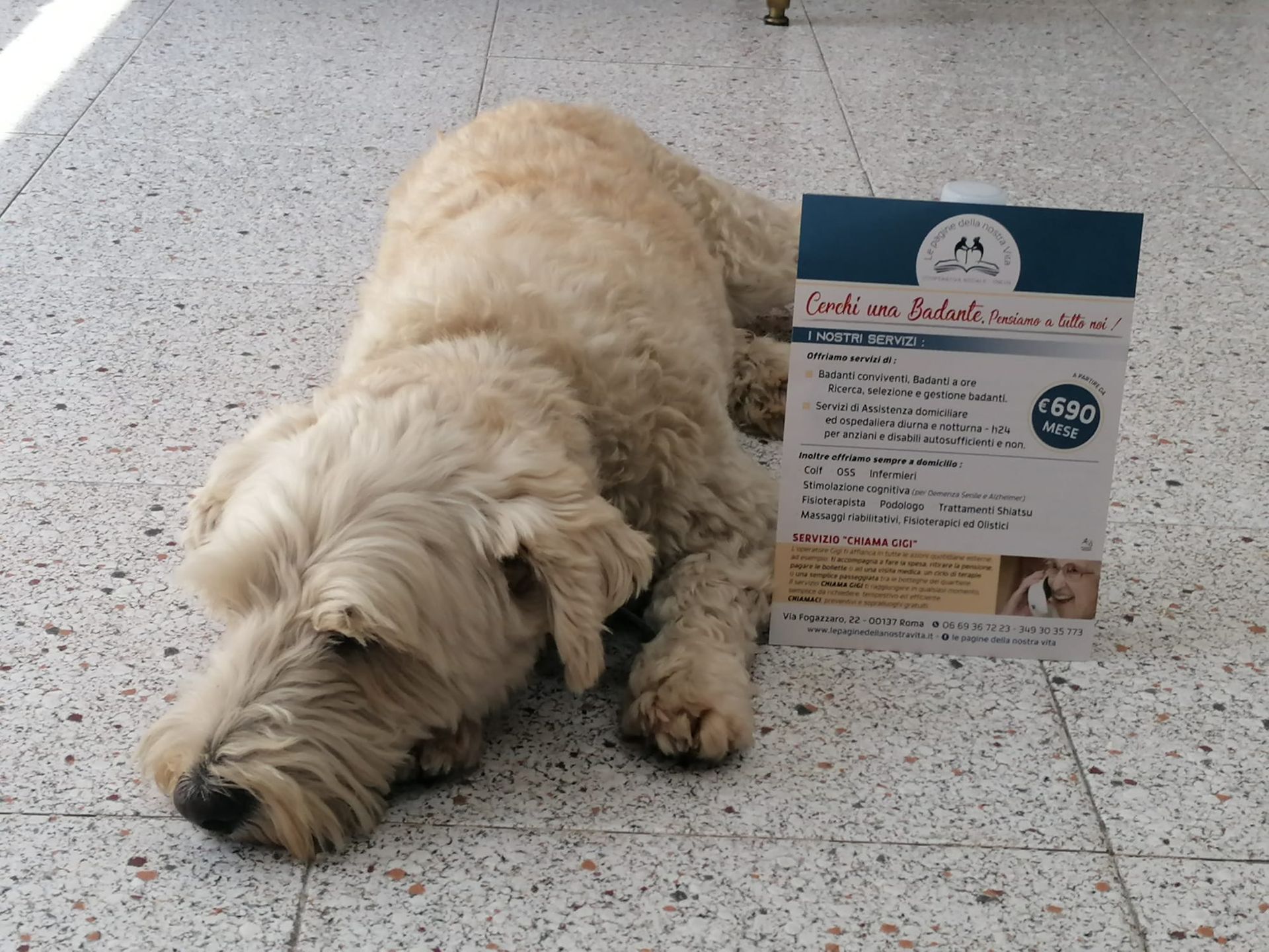 Cane sdraiato a terra di fianco al volantino della onlus di badanti a Talenti, Roma
