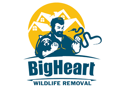 The logo for bigheart wildlife removal shows a man holding a snake.