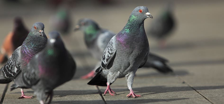 A flock of pigeons are standing on a sidewalk.