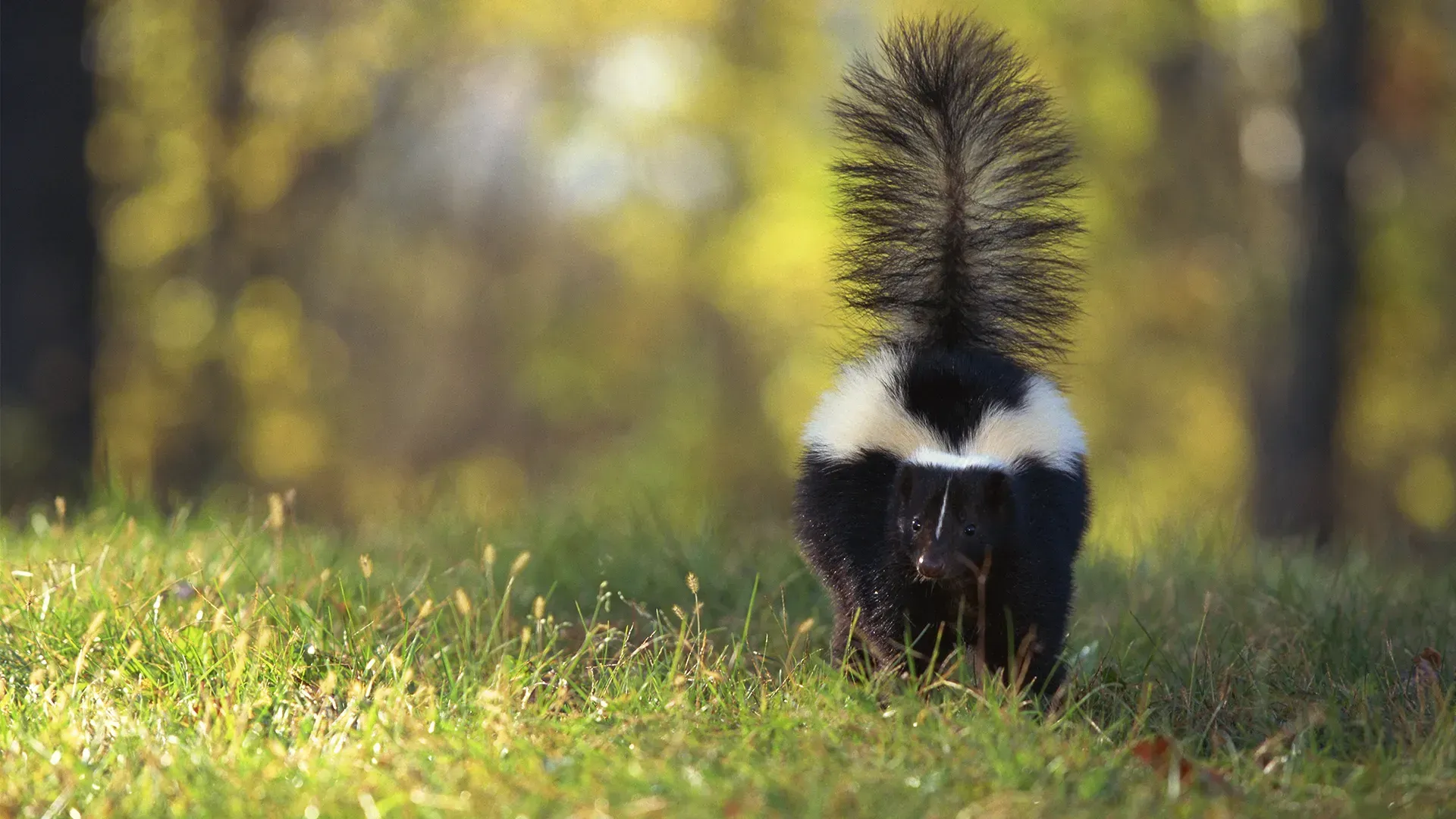 Why Skunks Are More Than Just a Smelly Problem