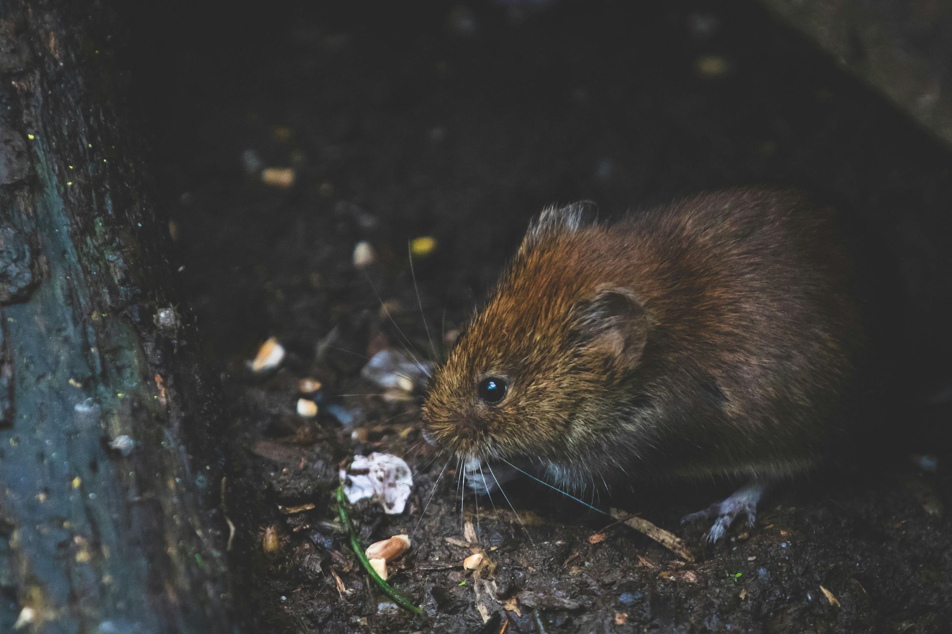 A close up of a mouse eating food in the dirt.
