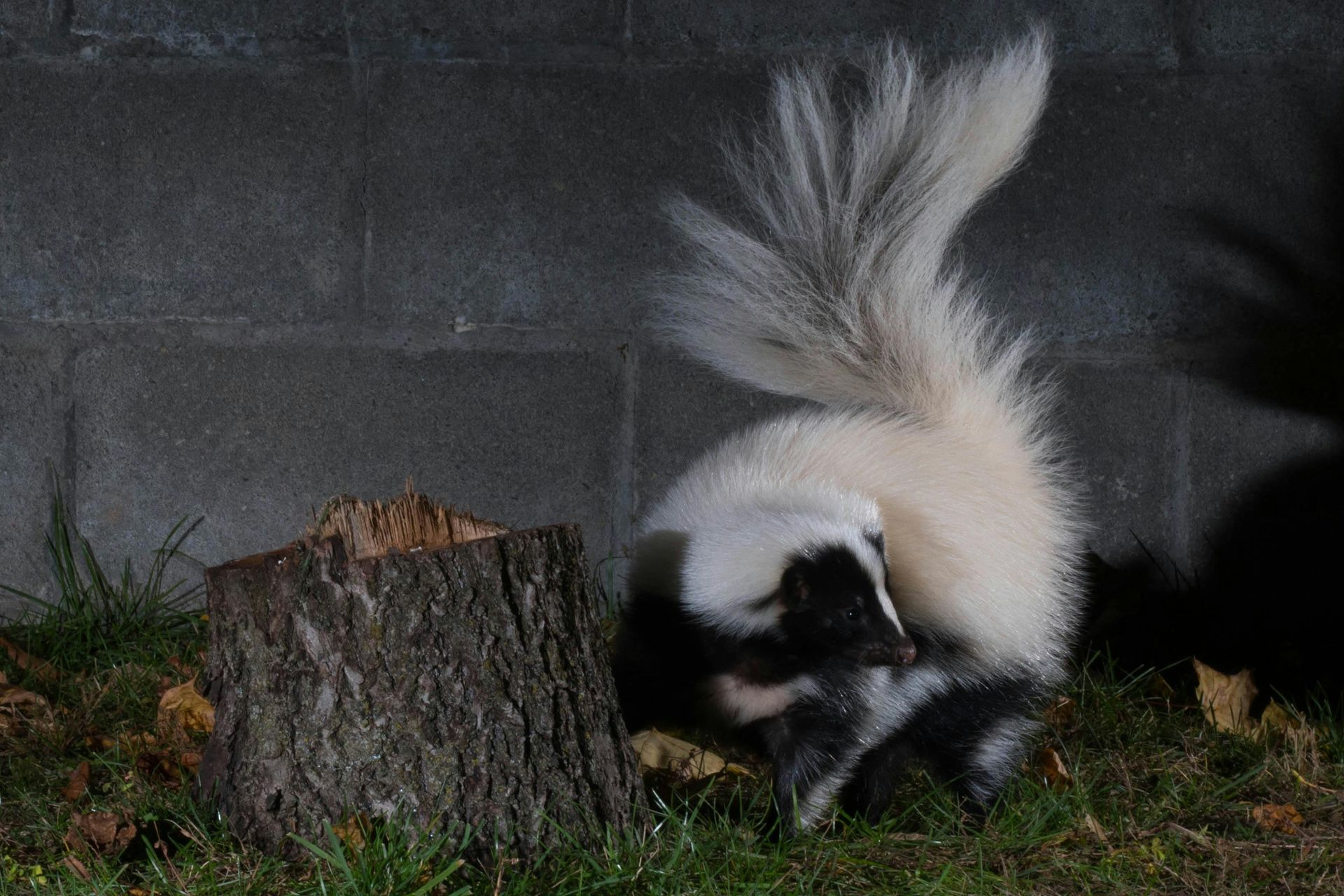 How to Identify a Skunk on Your Property