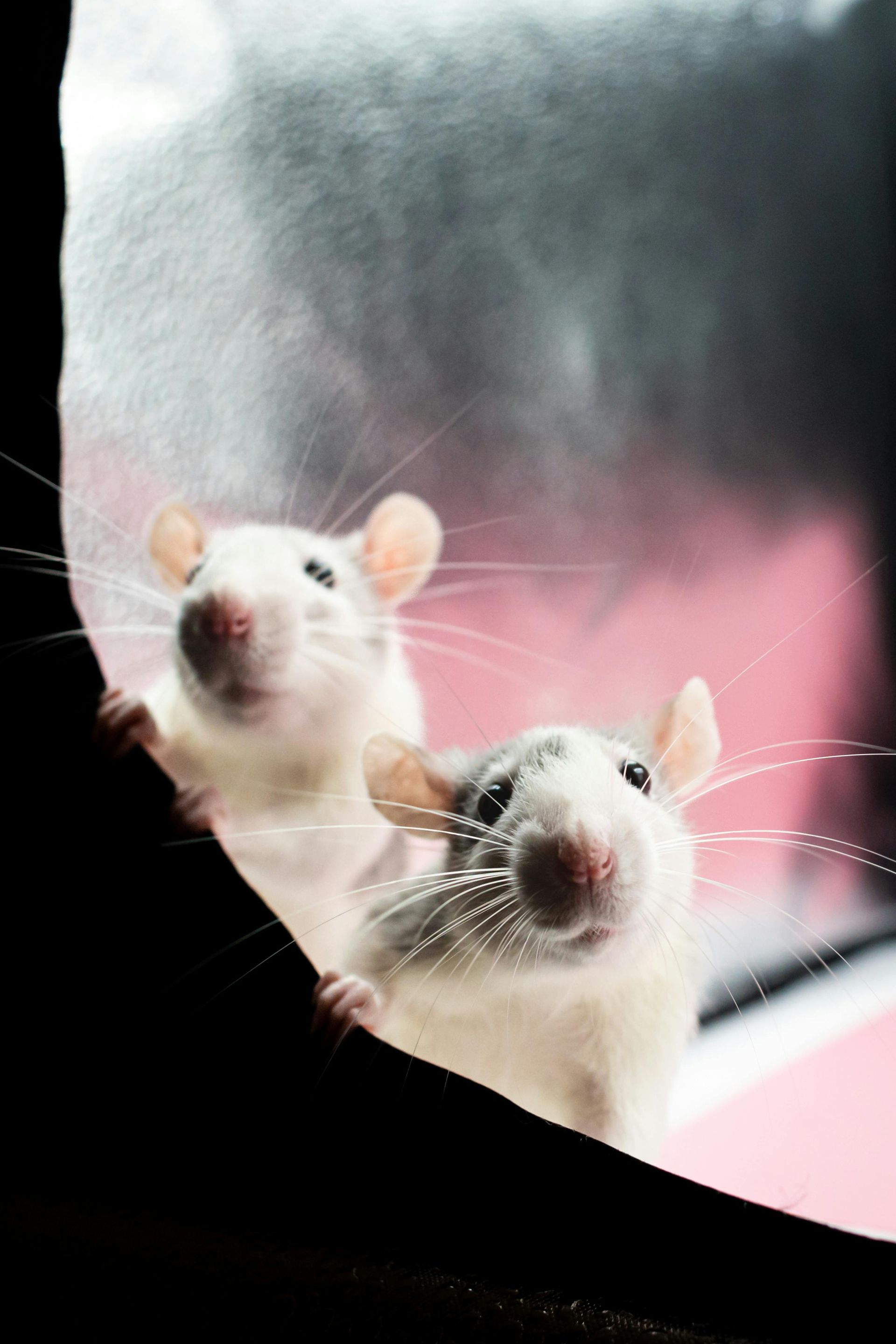 Two mice are looking out of a window and looking at the camera.