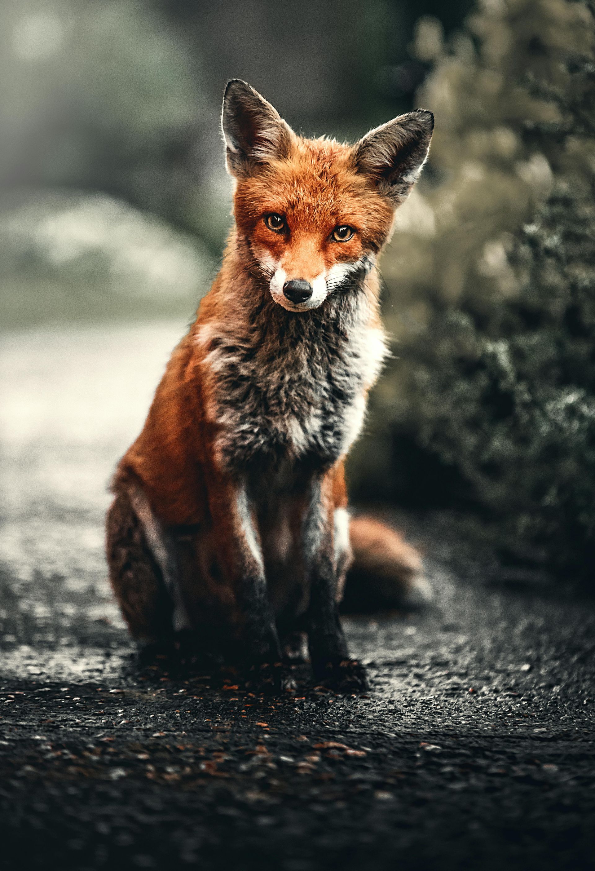 A red fox is sitting on the ground and looking at the camera.