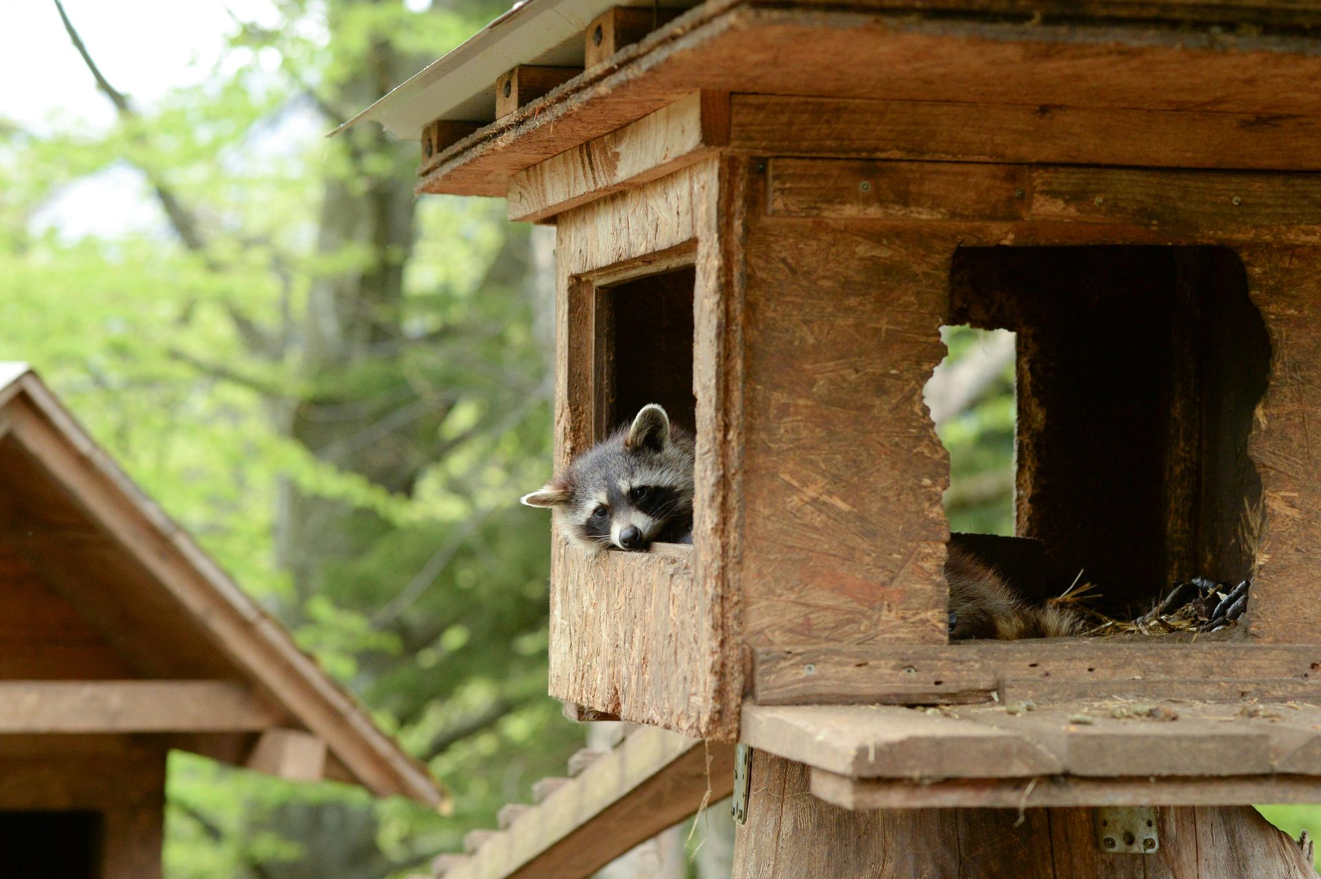 A raccoon is looking out of a wooden house.