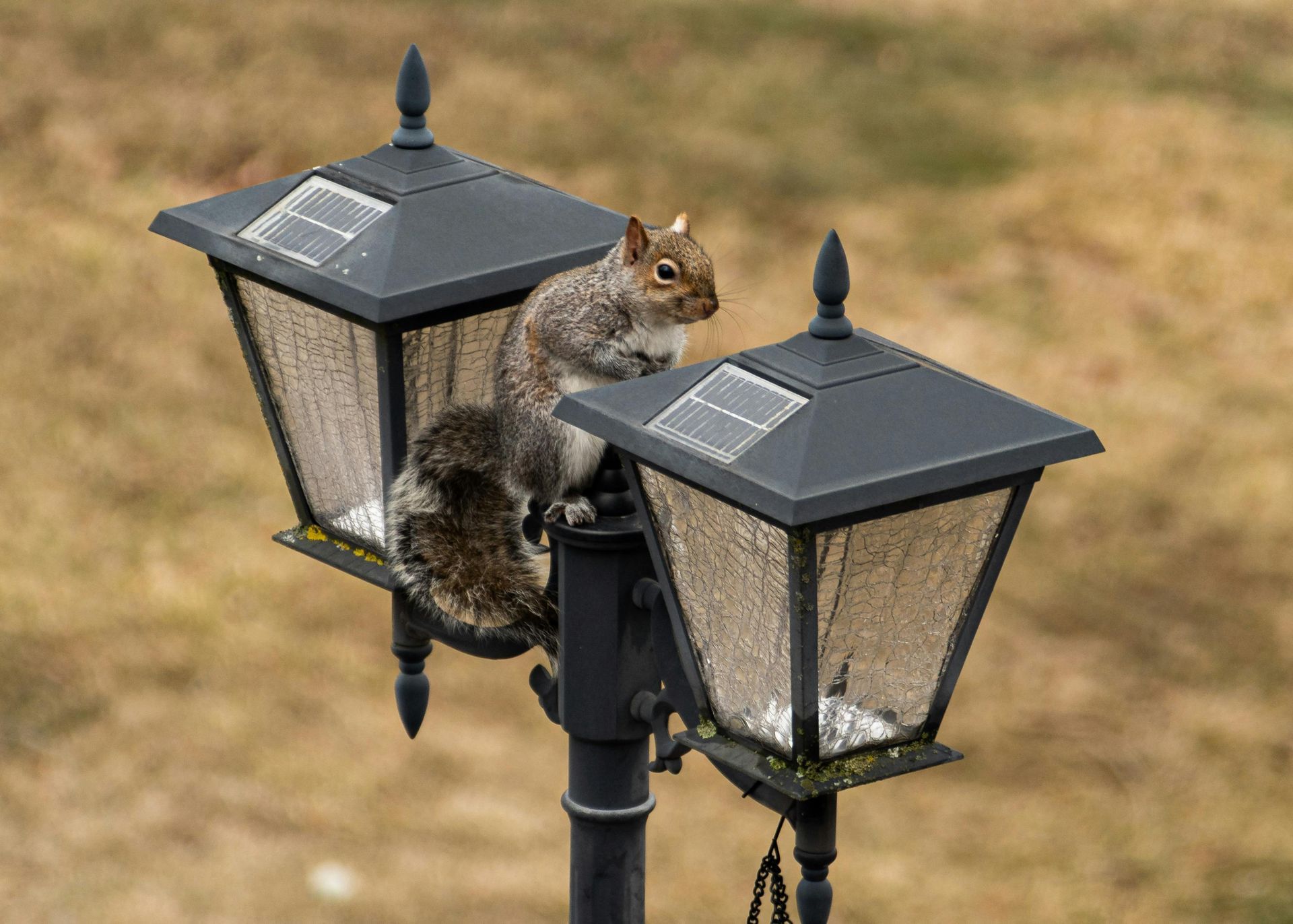 A squirrel is sitting on top of a street light.