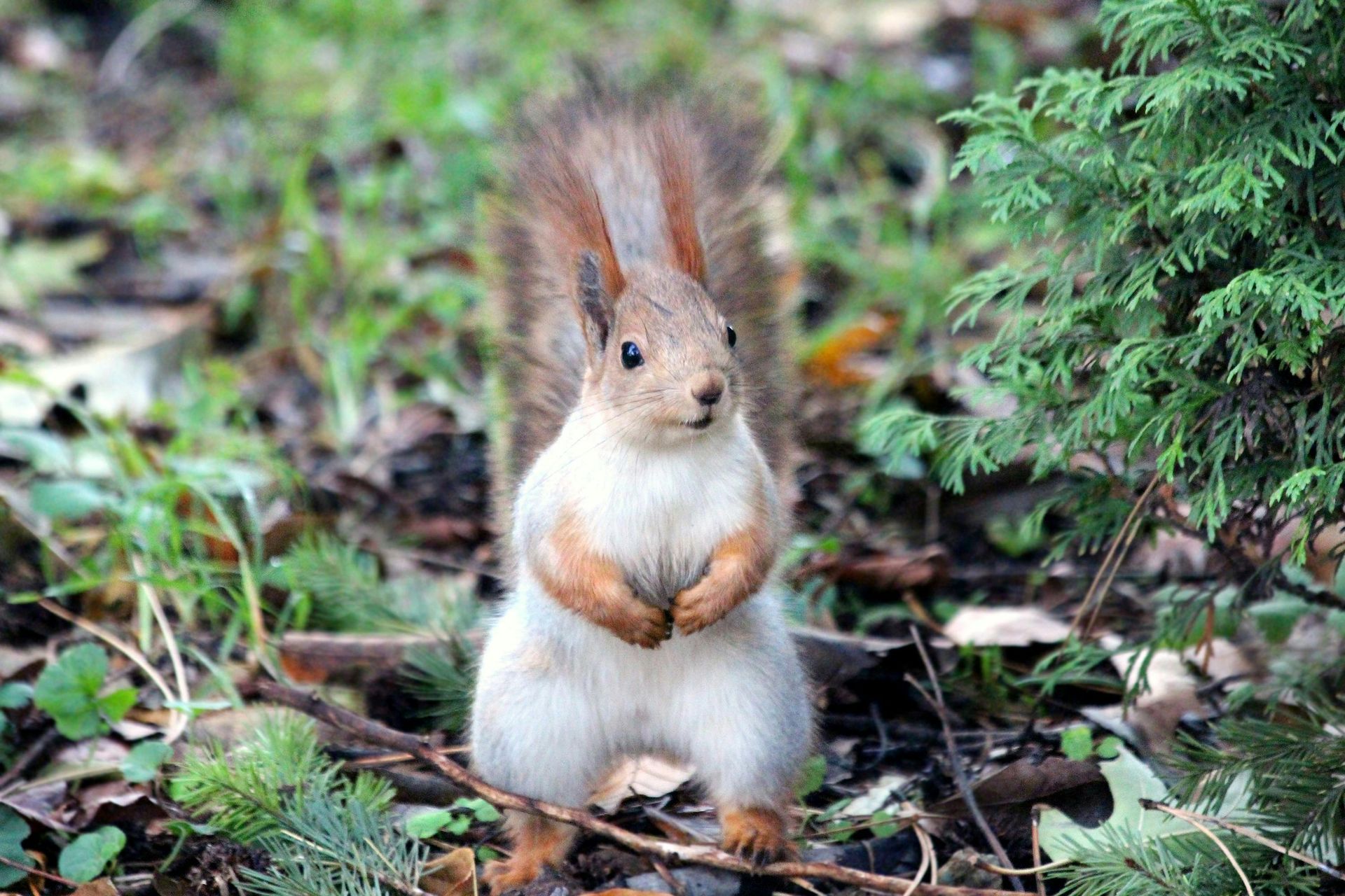 A squirrel is standing on its hind legs in the grass.