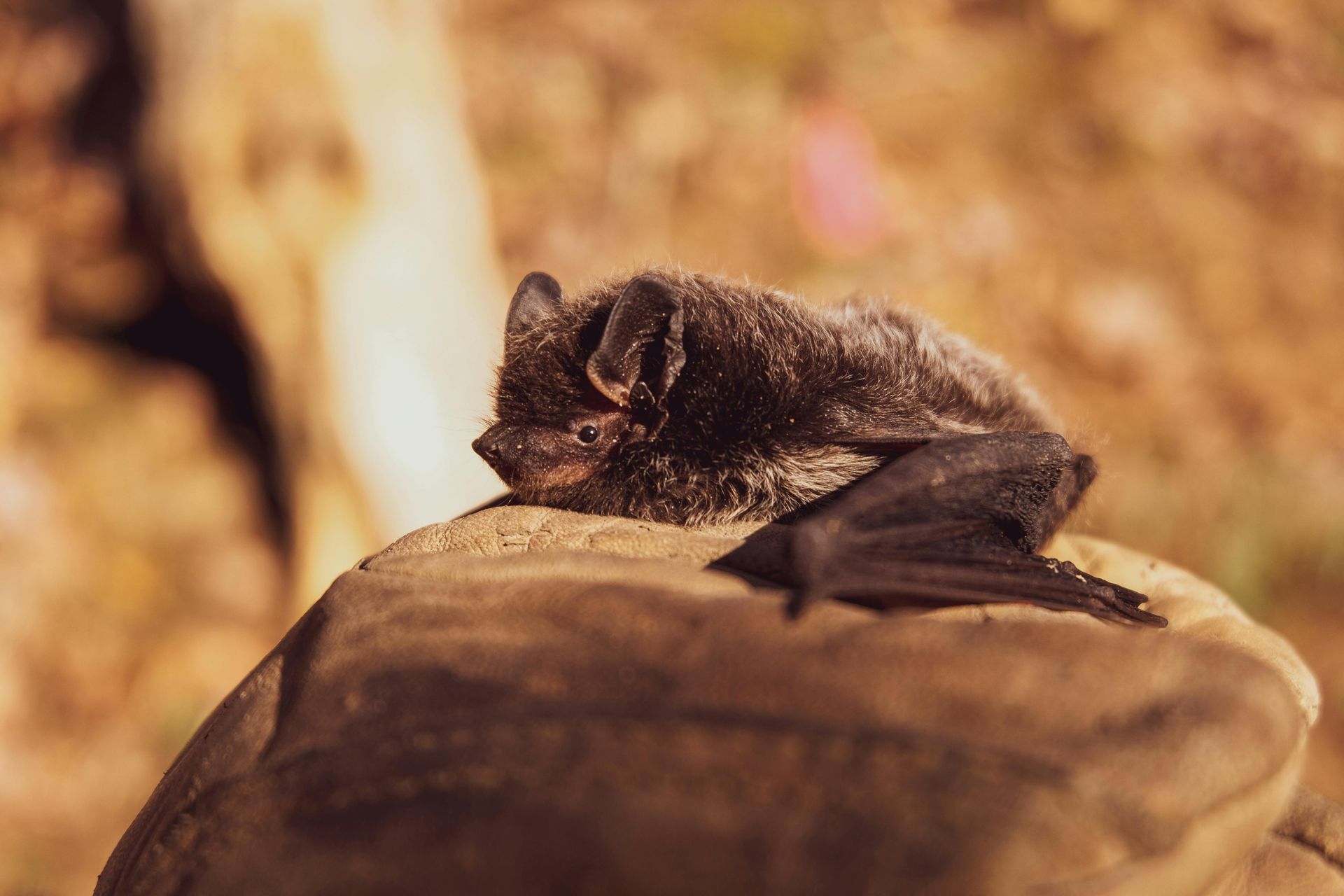 A bat is laying on top of a rock.