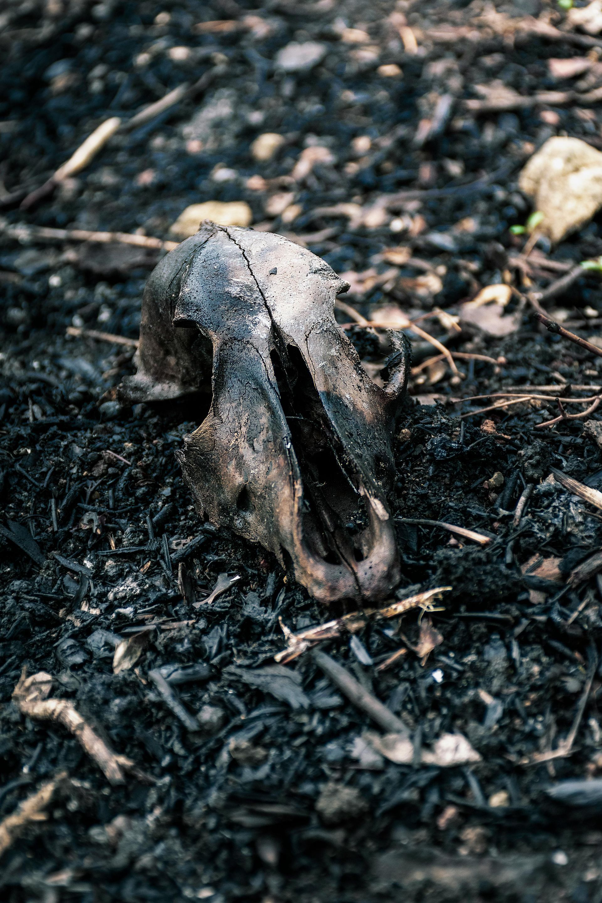 A skull of a horse is laying on the ground.