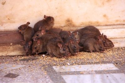 The Dangers of a Mouse Infestation