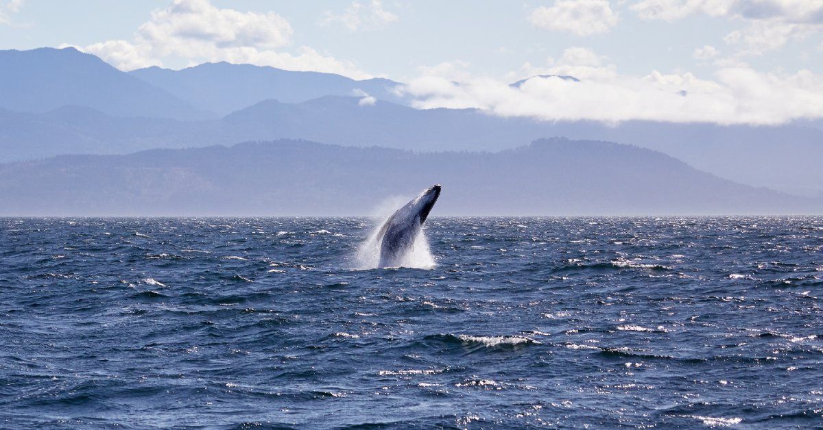 A humpback whale leaping out of the water with mountains in the background and clouds in the sky on a sunny day.