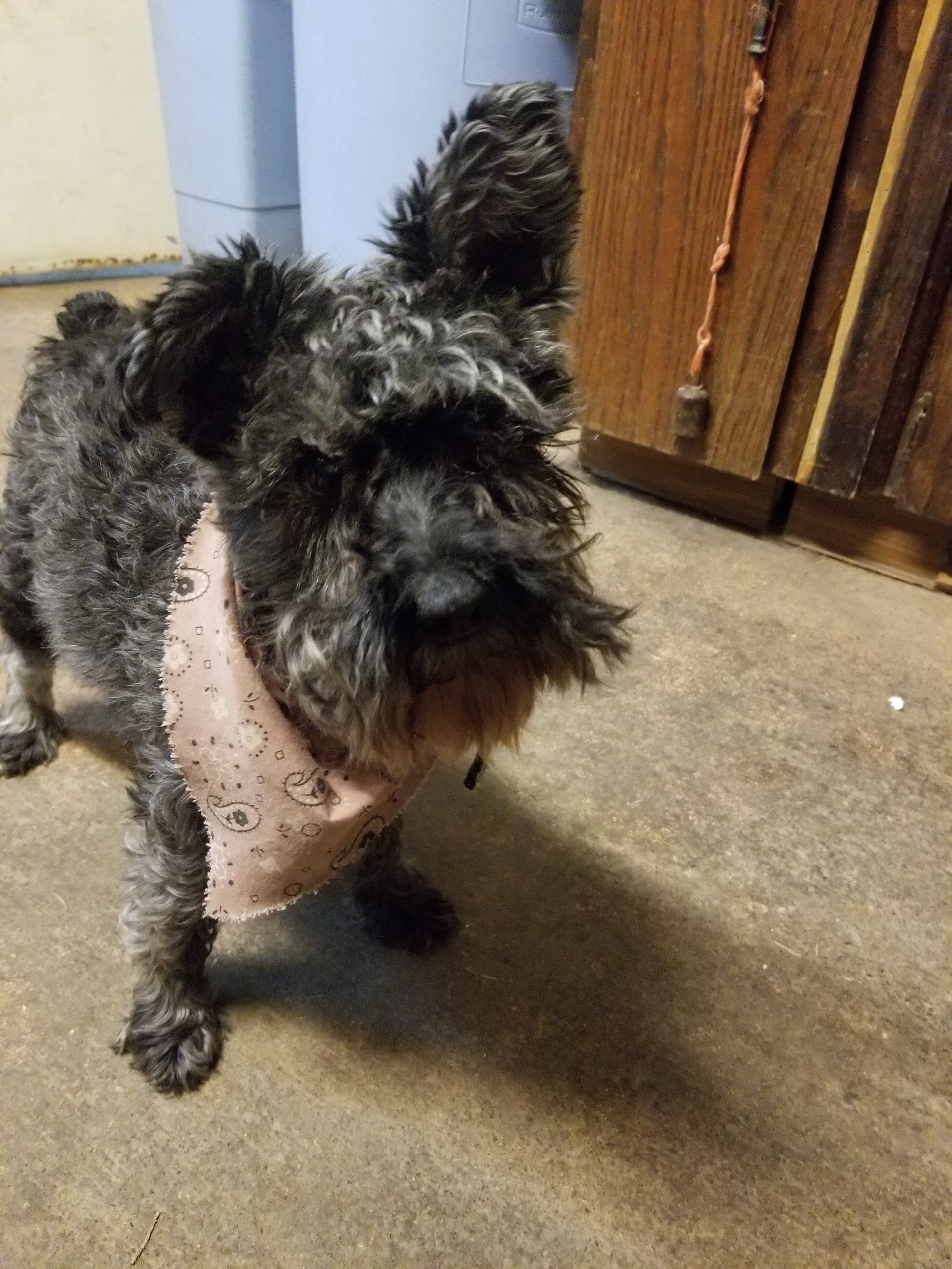 Exotic Pet boarding Spokane, WA Marcinda Kennels