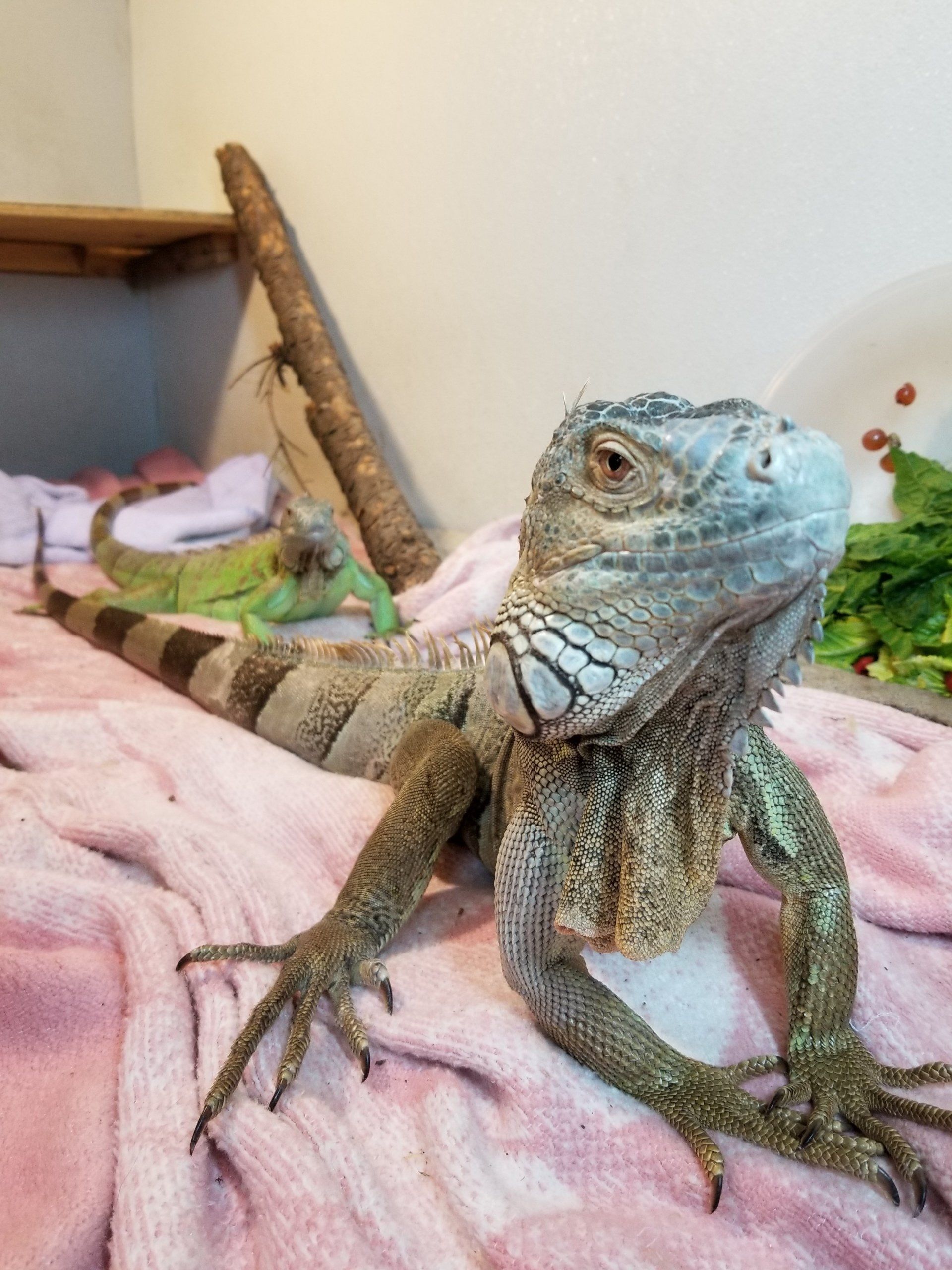 Exotic Pet boarding Spokane, WA Marcinda Kennels