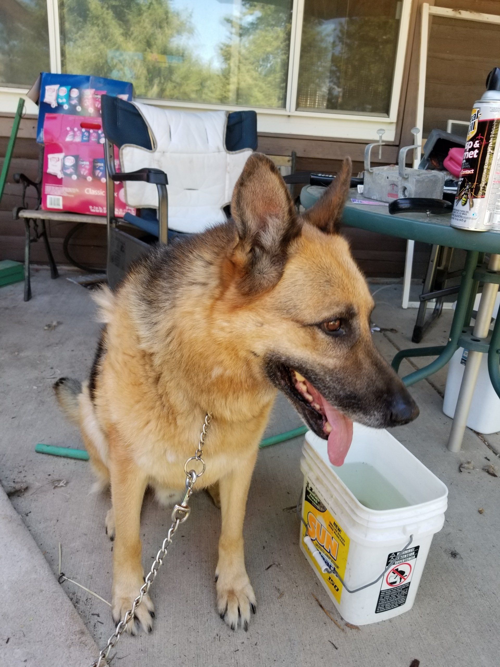 Large Animal Boarding Facility Spokane, WA Marcinda Kennels