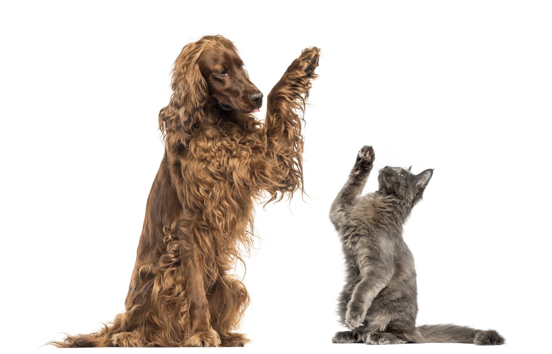 Any Pet Owner Dog Boarding — Cat and Dog in Spokane, WA