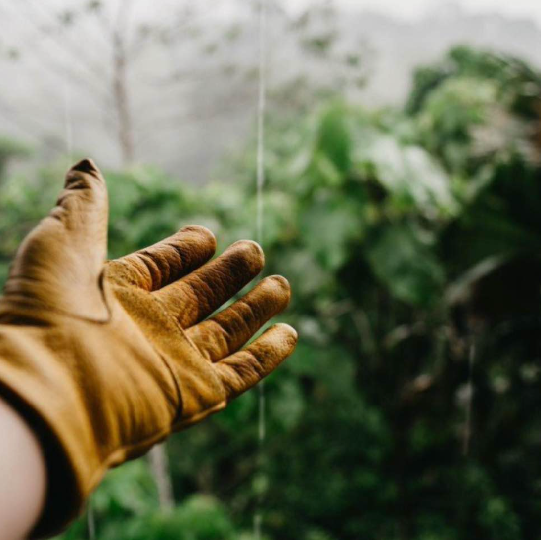 Eine Nahaufnahme der Hand einer Person, die einen Handschuh trägt.