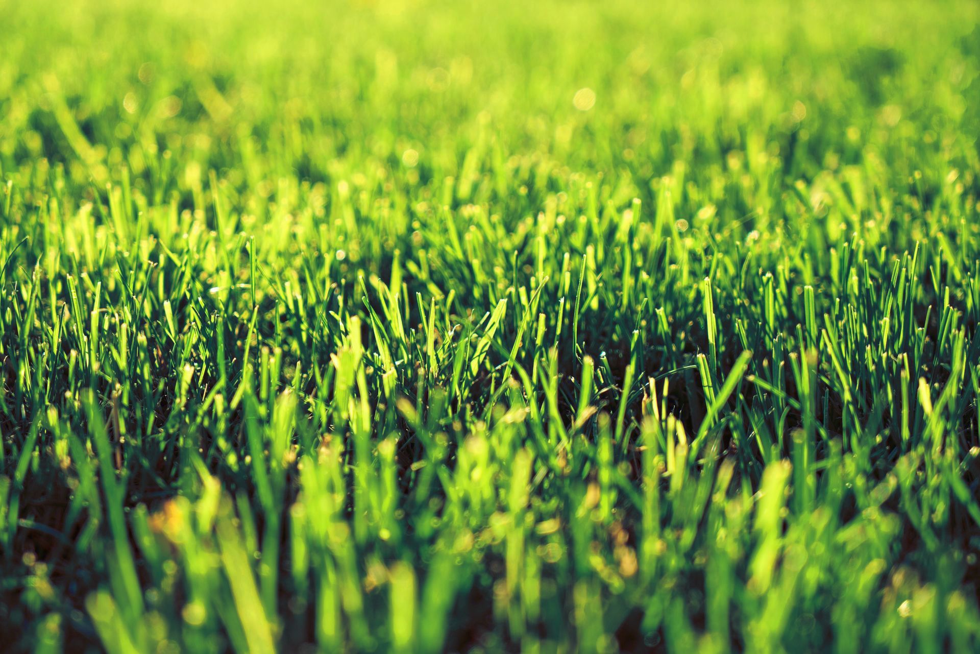 Eine Nahaufnahme eines grünen Grasfeldes mit unscharfem Hintergrund.