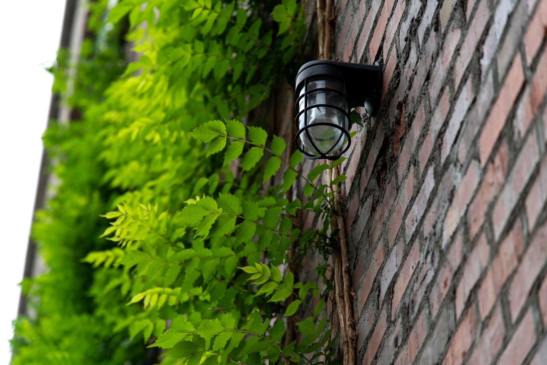 Eine Backsteinmauer mit einer Lampe darauf und einer Pflanze, die darauf wächst.