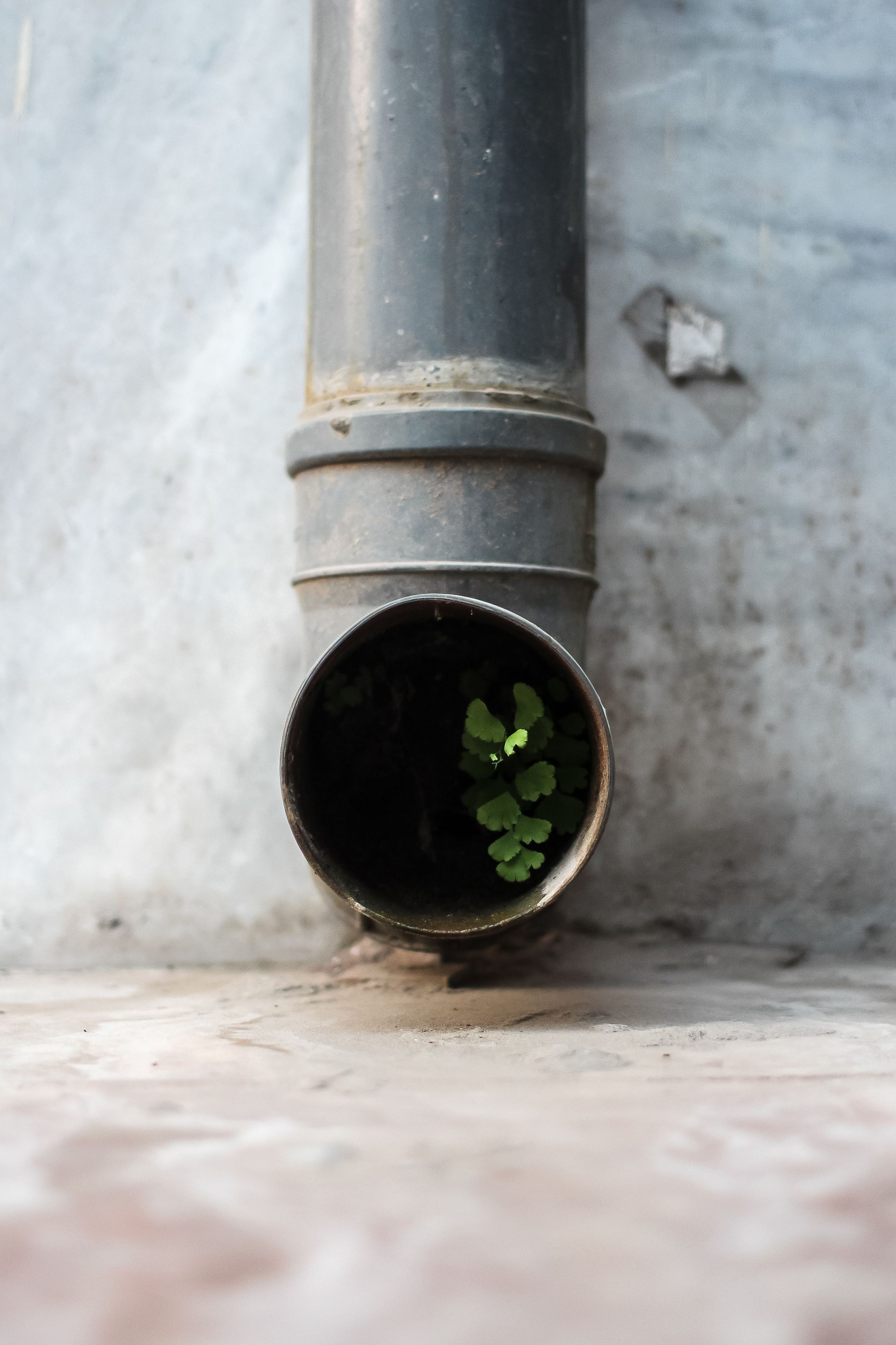 Eine Nahaufnahme eines Rohrs, aus dem eine Pflanze wächst.