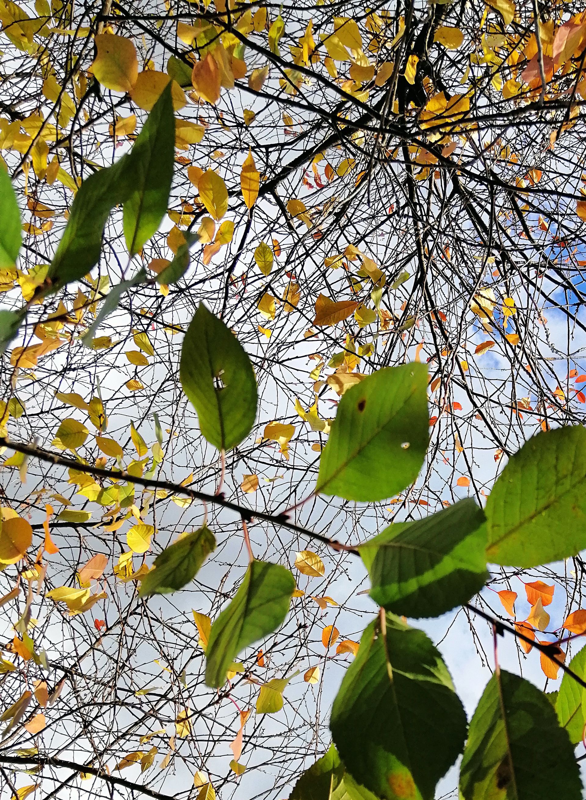 Blick nach oben auf einen Baum mit grünen und gelben Blättern
