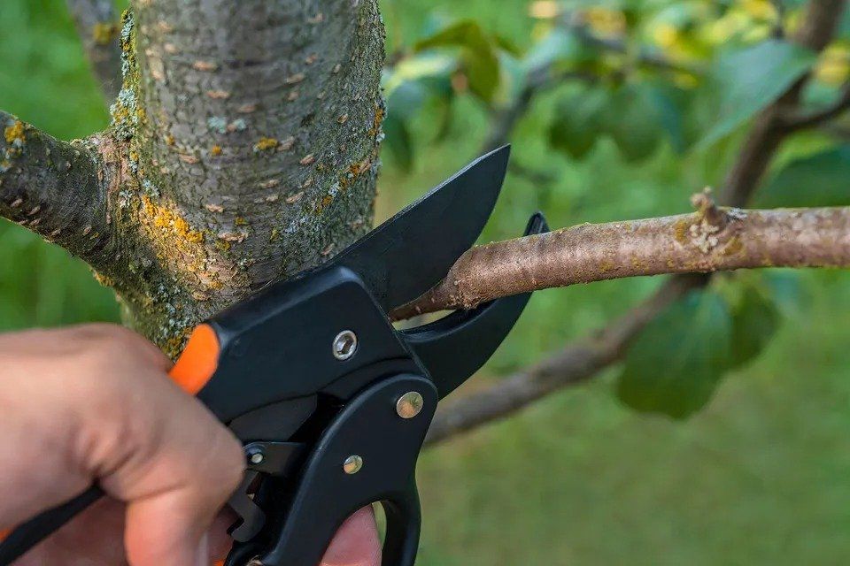 Tree Pruning — Detroit, MI — Ever-Joy Rent All