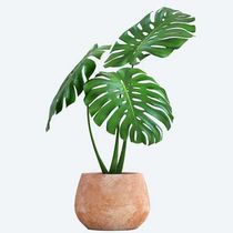 Monstera isolated on white background