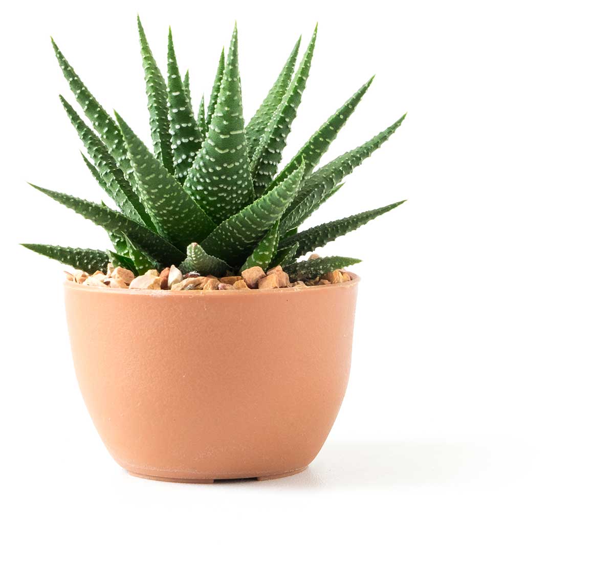 Small plant in pot succulents or cactus isolated on white background by front view