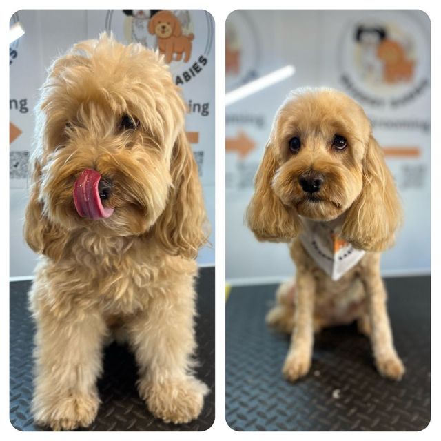 Grooming Cockapoo Care Groom Dog Care With Love Pet Groom Dog Care