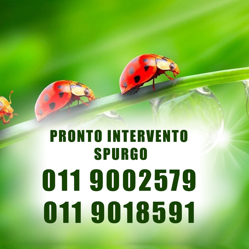 Due coccinelle su una pianta verde con un numero di telefono per la disinfestazione