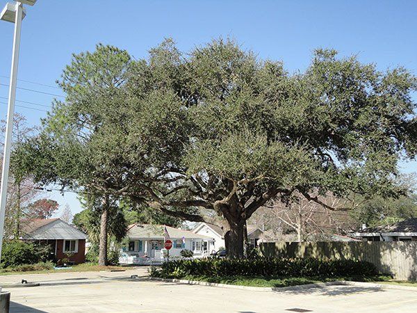 Before Image Of Big Tree — Kenner, LA — All Seasons Tree Service