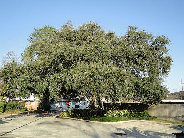 Before Big Tree — Kenner, LA — All Seasons Tree Service
