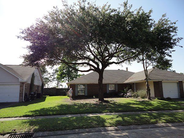 After Cutting Image Of Big Tree — Kenner, LA — All Seasons Tree Service