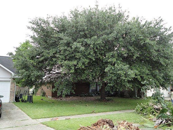 Side View Of Before Pruning Big Tree — Kenner, LA — All Seasons Tree Service