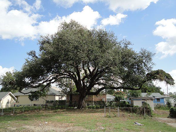 After Big Tree — Kenner, LA — All Seasons Tree Service