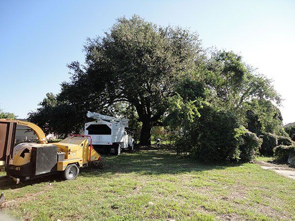Side View Of After Pruning Big Tree — Kenner, LA — All Seasons Tree Service