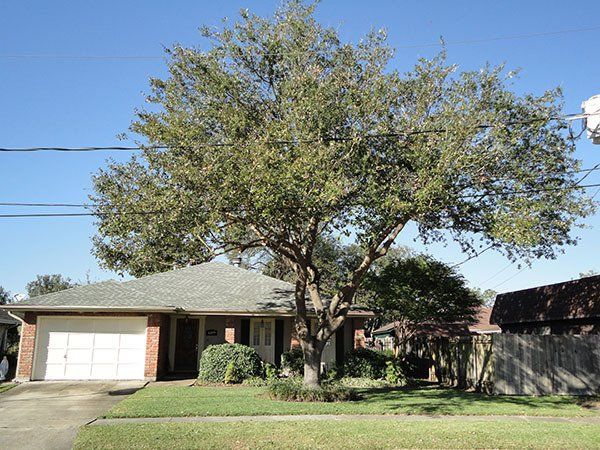After Trimming Big Tree — Kenner, LA — All Seasons Tree Service