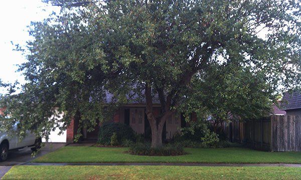 Before Trimming Big Tree — Kenner, LA — All Seasons Tree Service