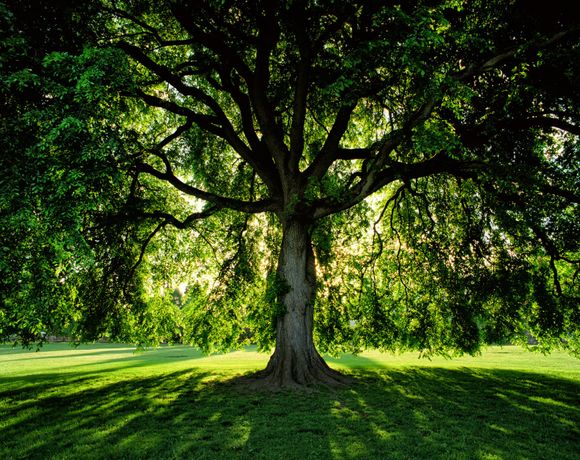 Beautiful Tree — Kenner, LA — All Seasons Tree Service