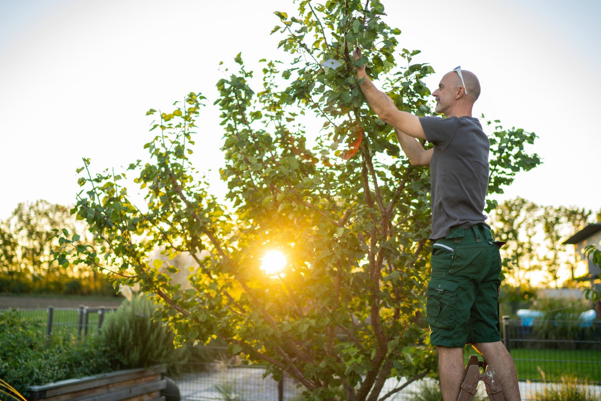 Man Trimming Tree — Kenner, LA — All Seasons Tree Service