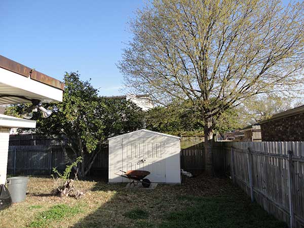 Before Removing The Tree — Kenner, LA — All Seasons Tree Service