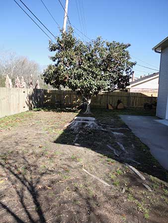 Front View Of Before Stumping Tree — Kenner, LA — All Seasons Tree Service